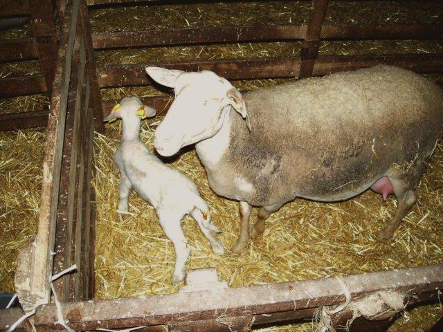 agneau 2006 0002